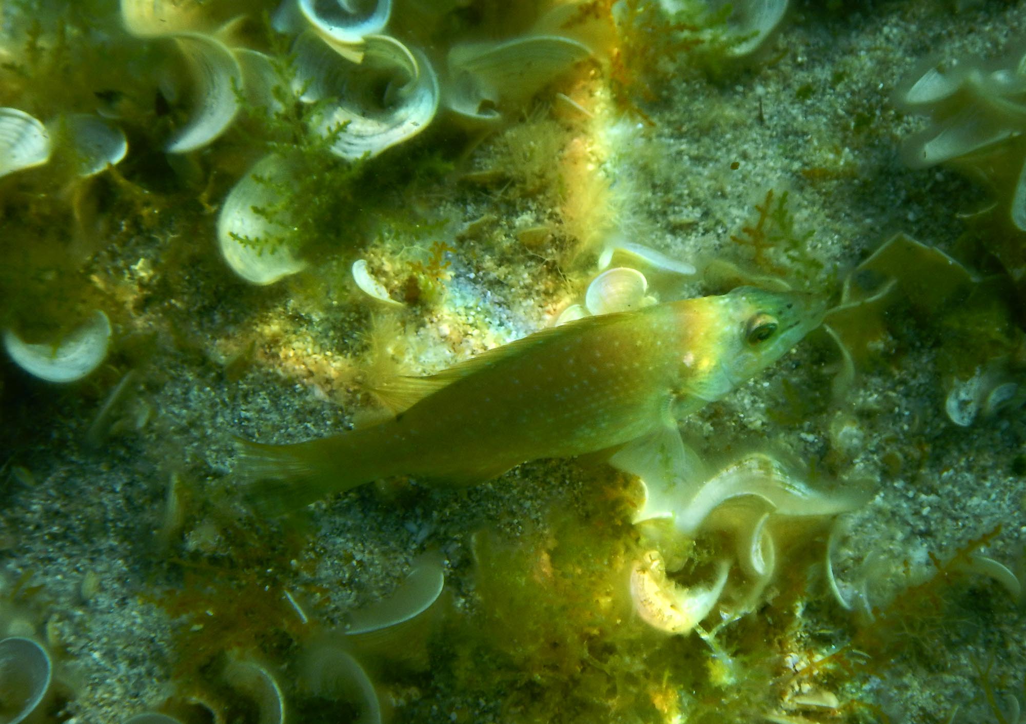 Unknown labrid fish (Labrus cf. merula da I''lle Rousse, Francia)